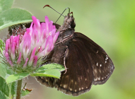 Wild Indigo Duskywing